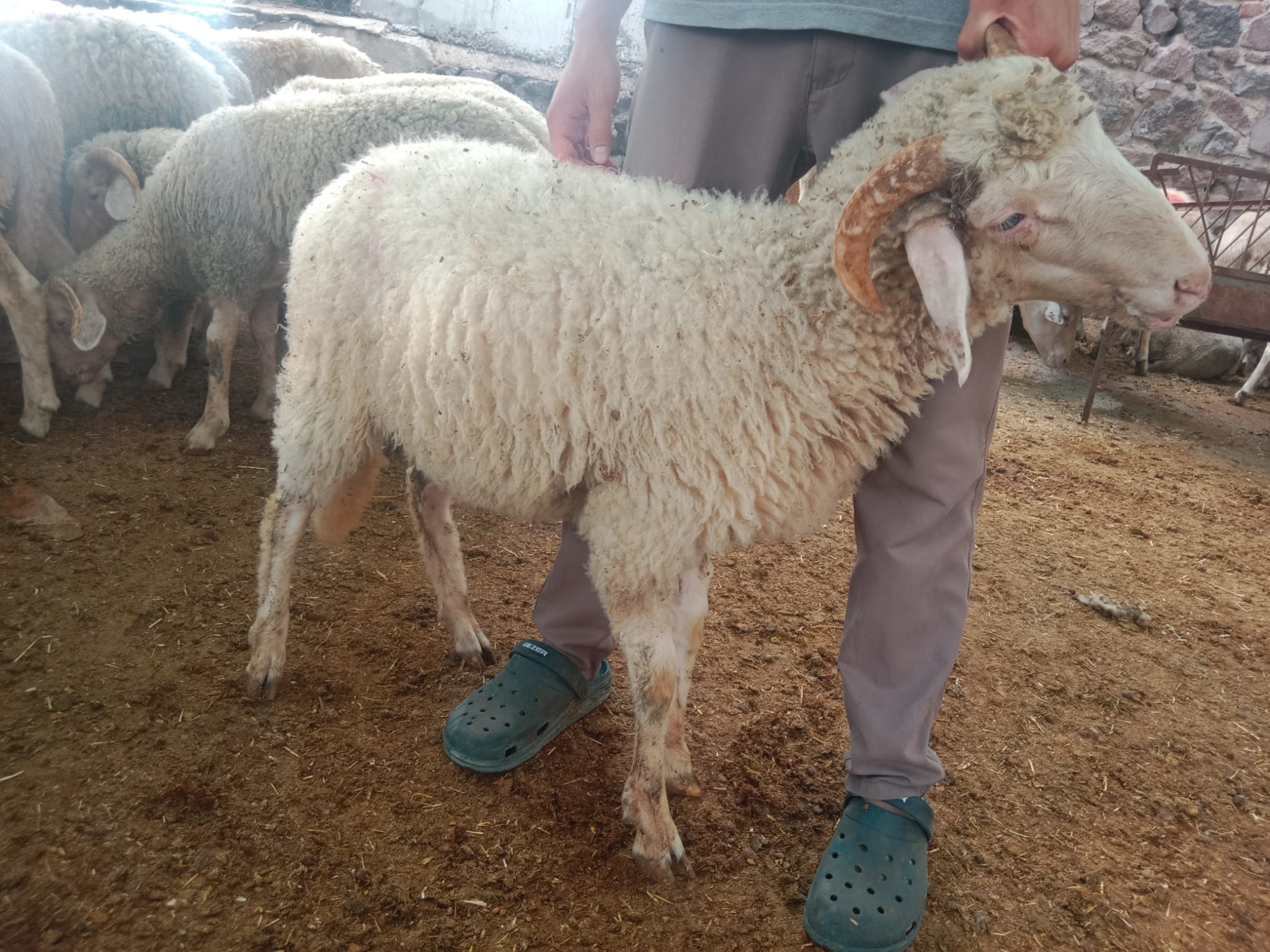 İzmir Akika Şükür Kurban Koç Satış