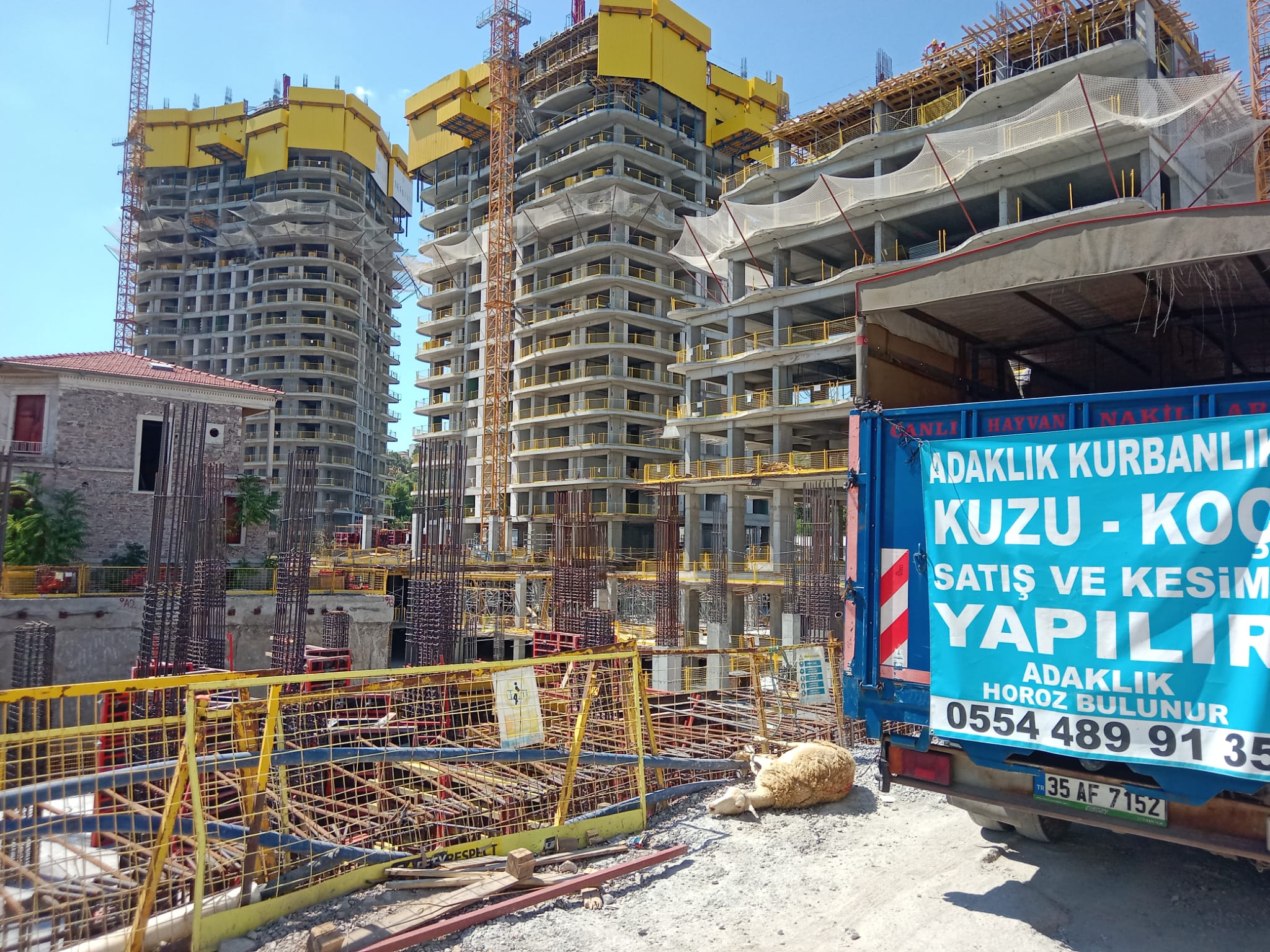 İzmir Adak Kurban Koç Satış